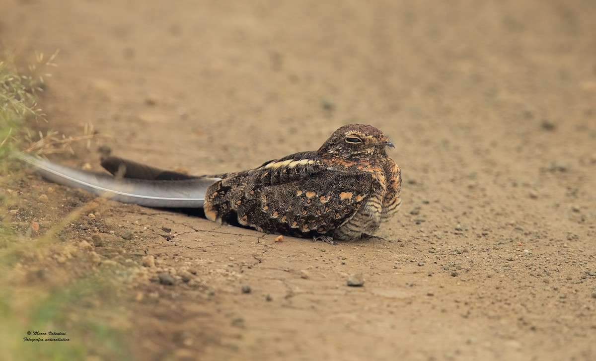 Pennant-winged Nightjar - Marco Valentini