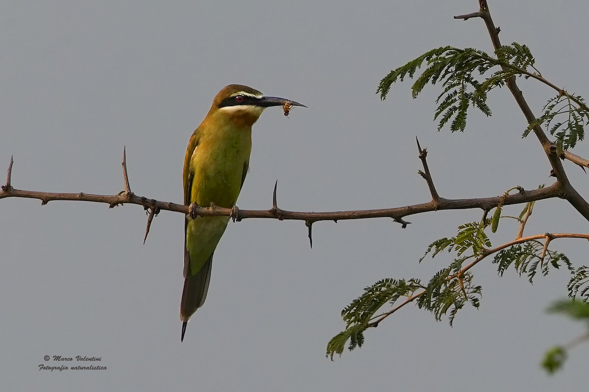 Olive Bee-eater - ML204562651