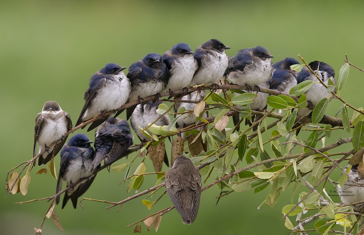 Gray-breasted Martin - Marco Valentini