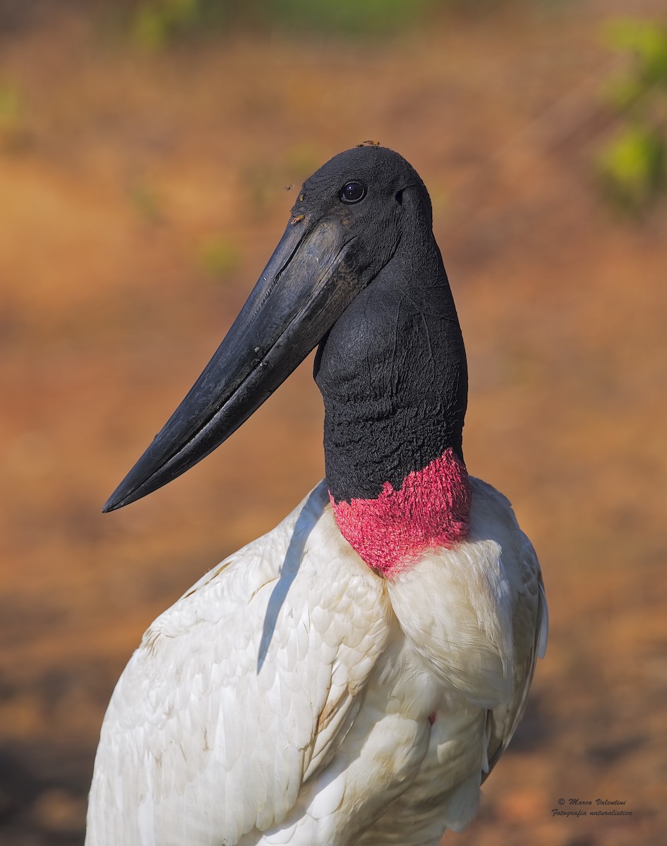 Jabiru d'Amérique - ML204562781