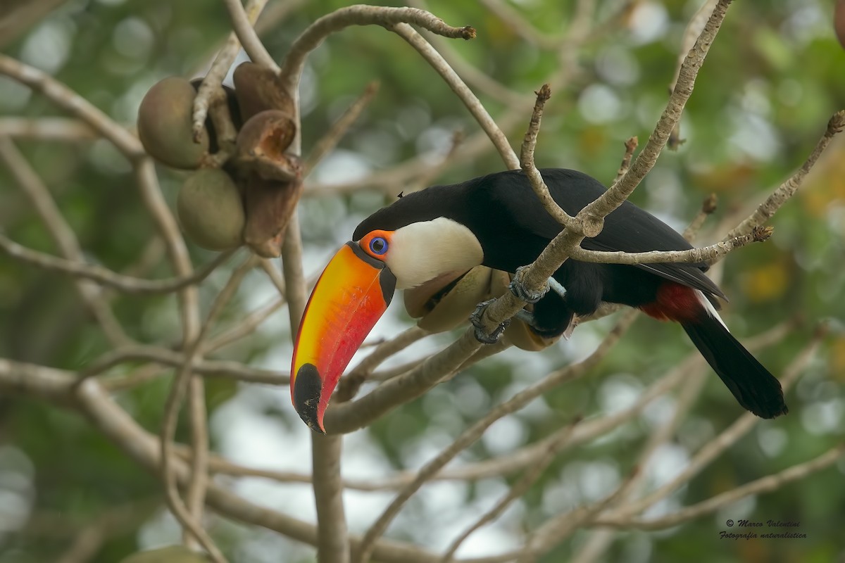 Toco Toucan - Marco Valentini