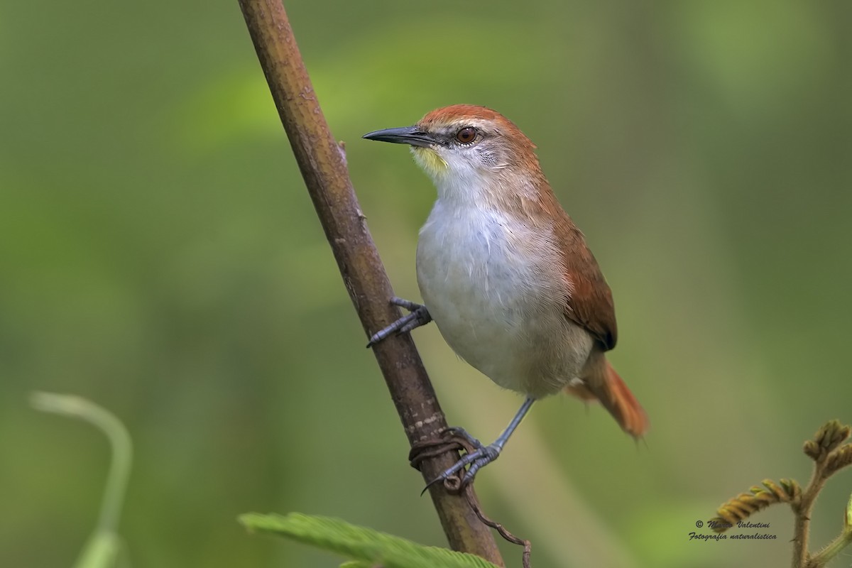 Yellow-chinned Spinetail - ML204562811