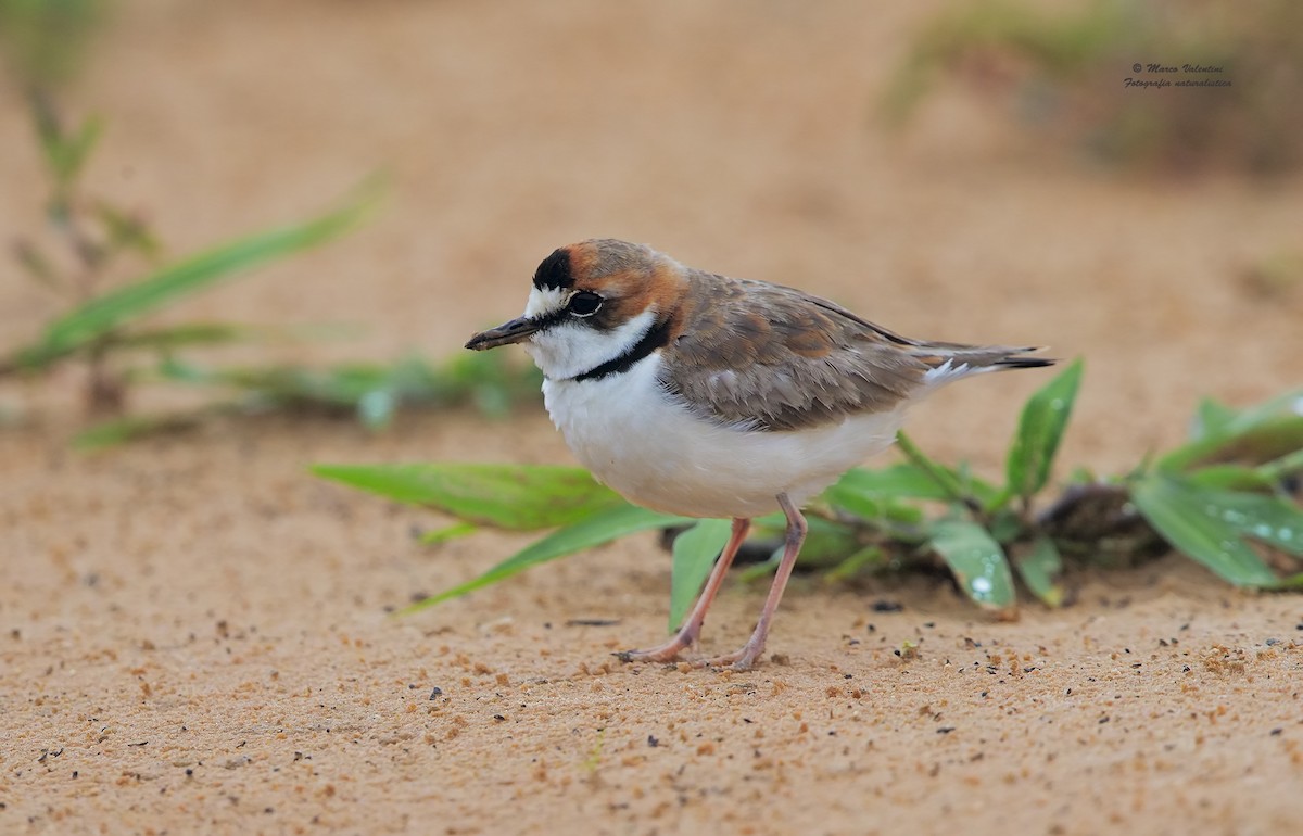 Collared Plover - ML204562881