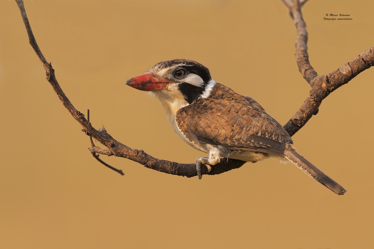 White-eared Puffbird - ML204562921