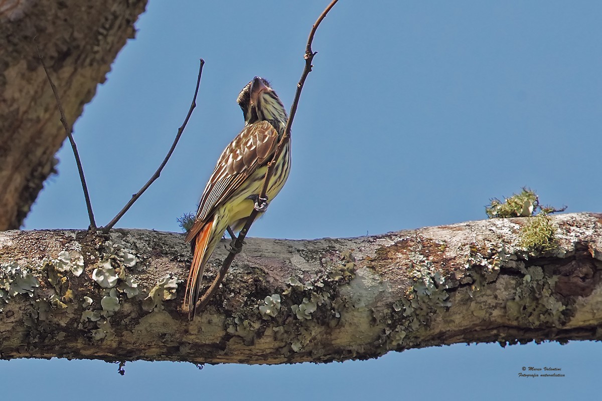 Streaked Flycatcher (Southern) - ML204562941