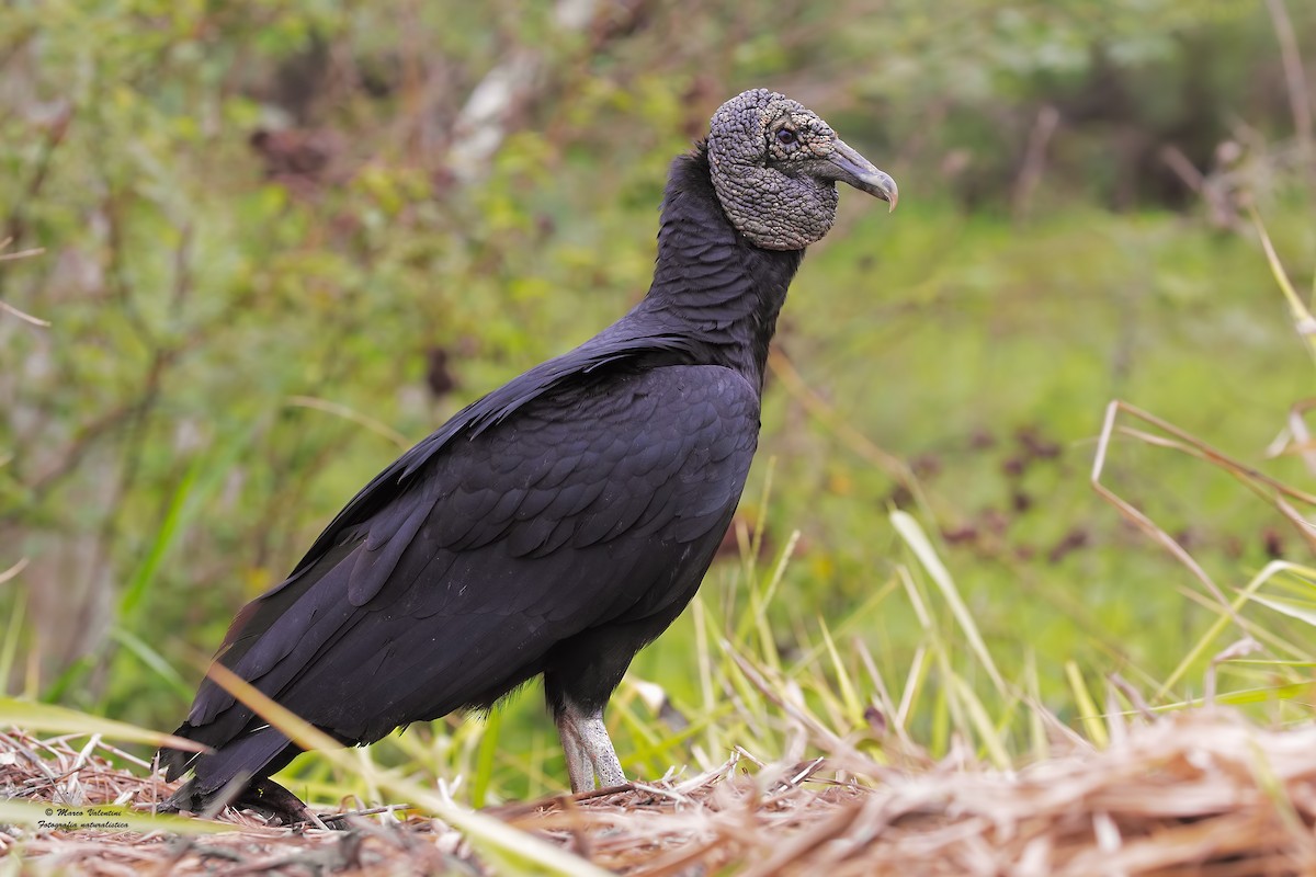 Black Vulture - ML204562971