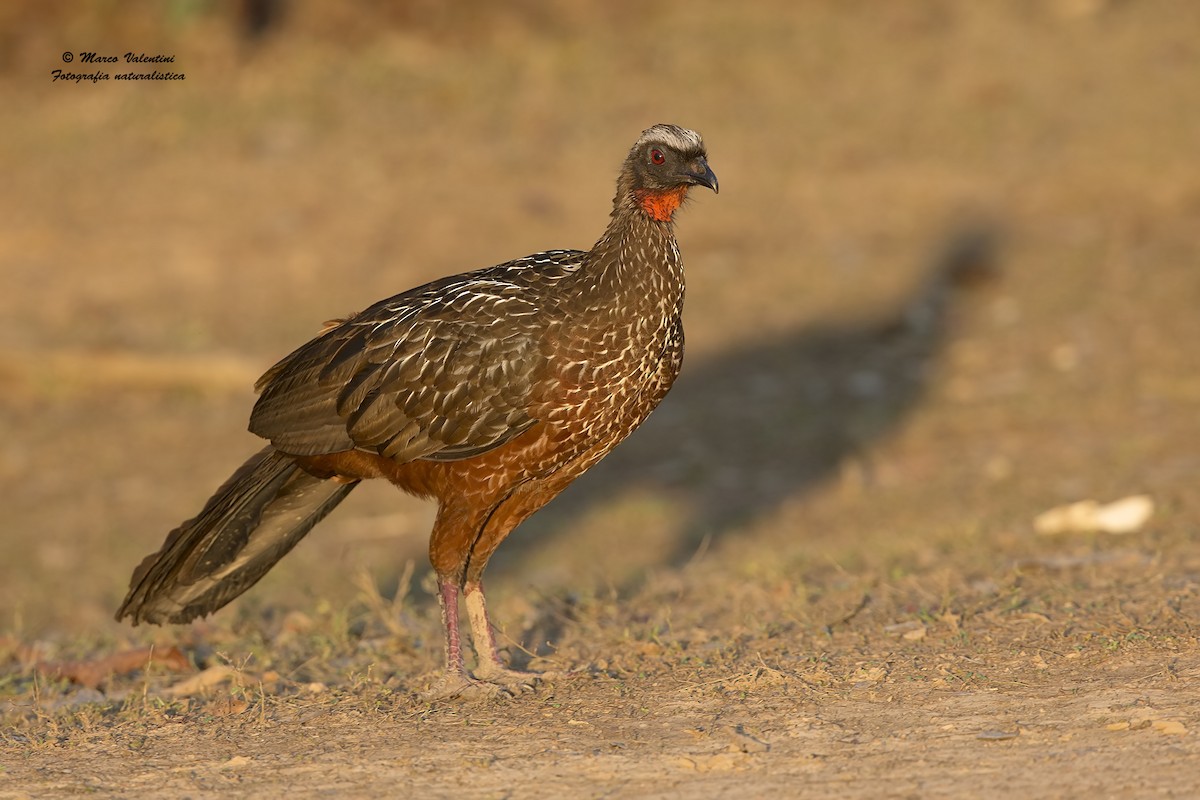 Chestnut-bellied Guan - ML204562981