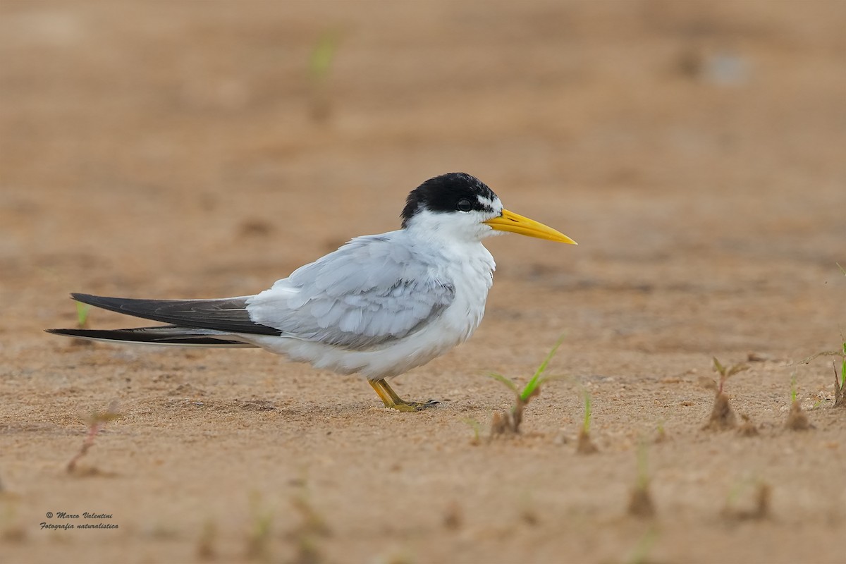 Yellow-billed Tern - ML204562991