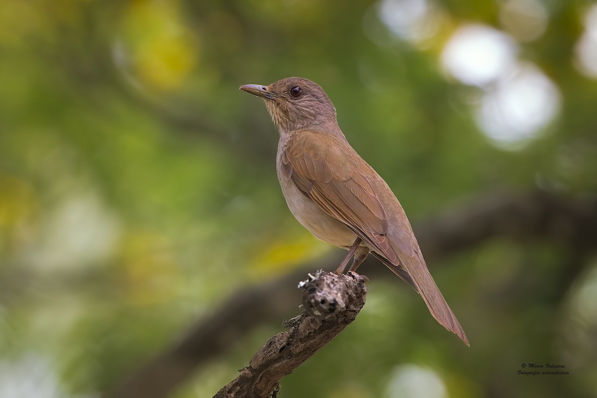 Pale-breasted Thrush - ML204563001