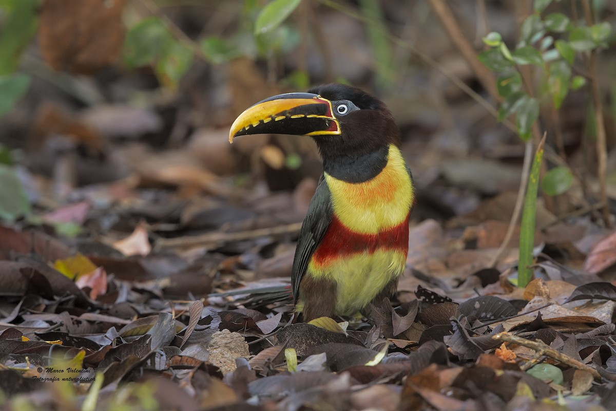 Chestnut-eared Aracari - ML204563091