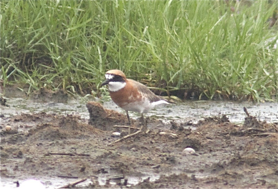 Siberian/Tibetan Sand-Plover - ML204563241