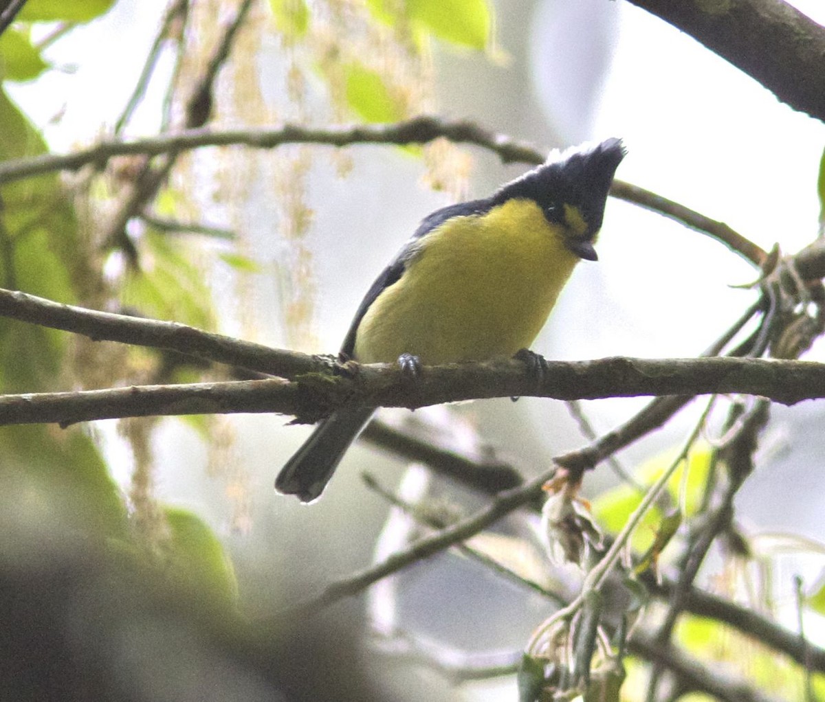 Taiwan Yellow Tit - ML204563331