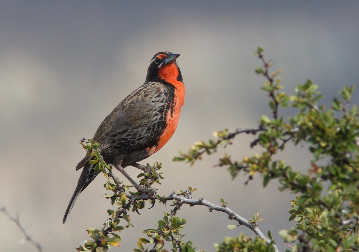 Long-tailed Meadowlark - ML204564061