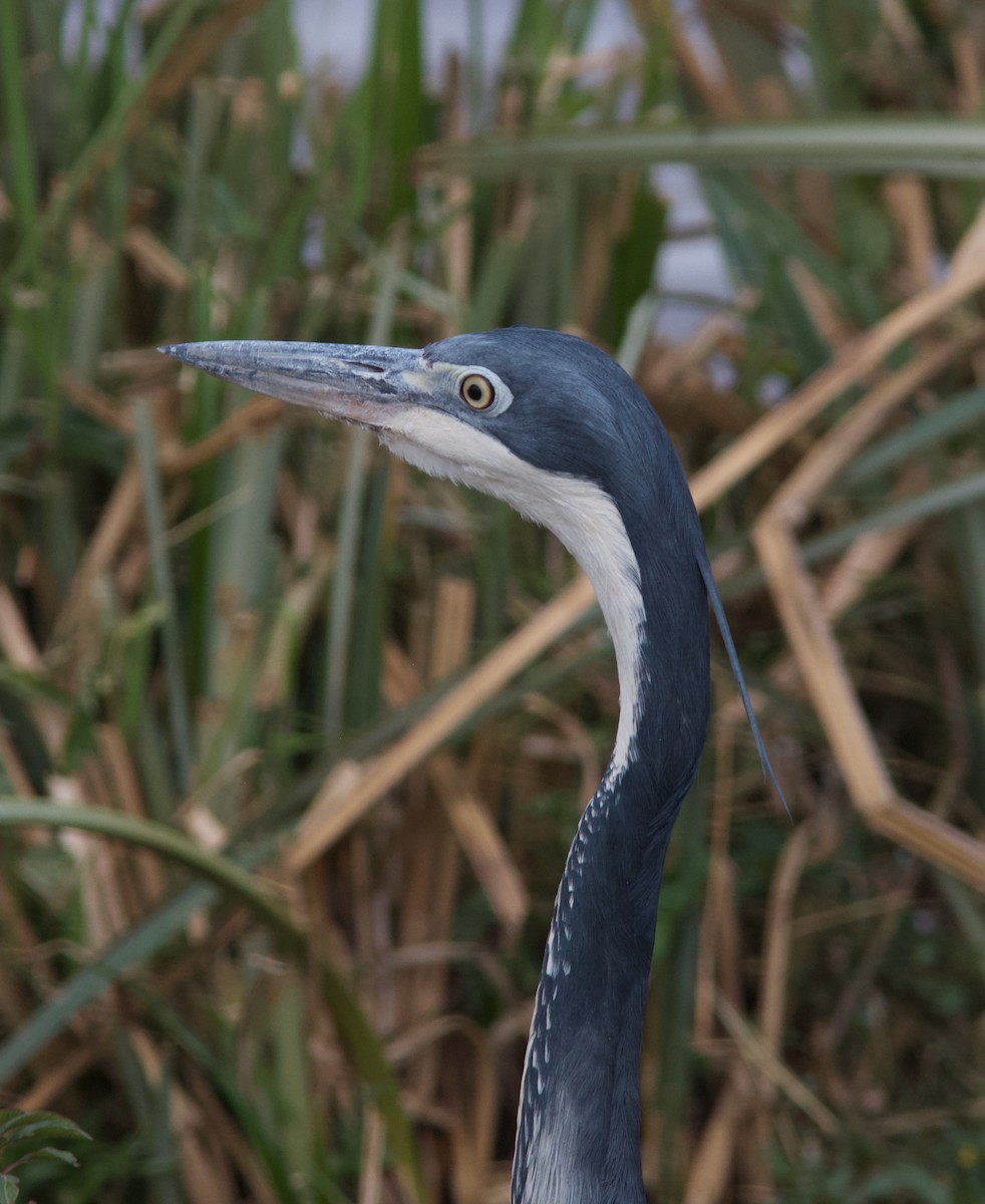 Black-headed Heron - ML204564231