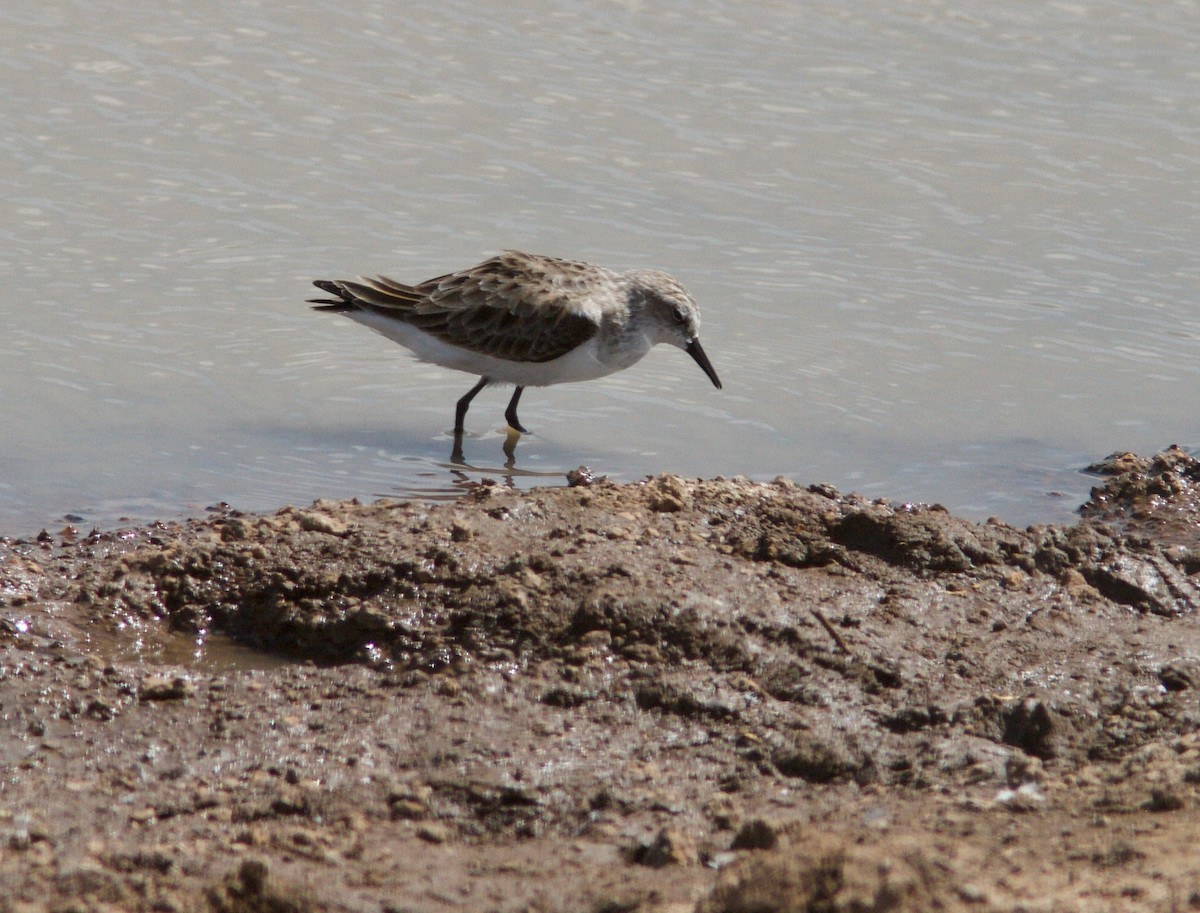 Little Stint - Ken Havard