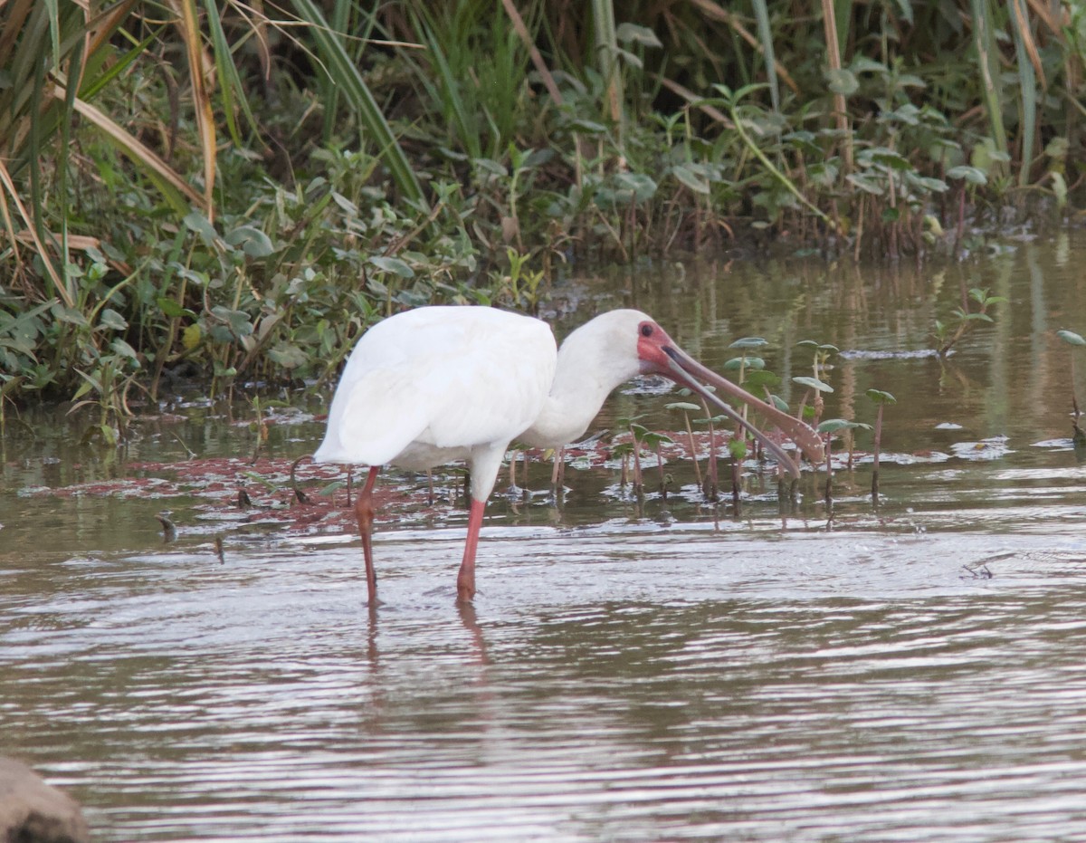 African Spoonbill - ML204564291