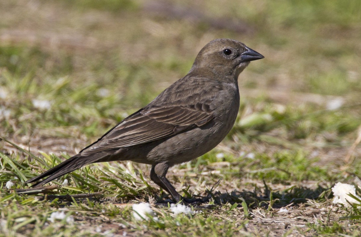 Shiny Cowbird - Marco Valentini