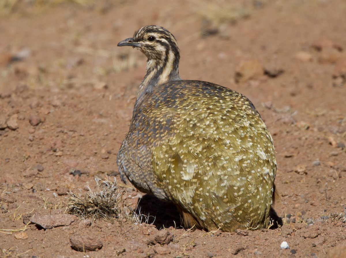 Puna Tinamou - Marco Valentini