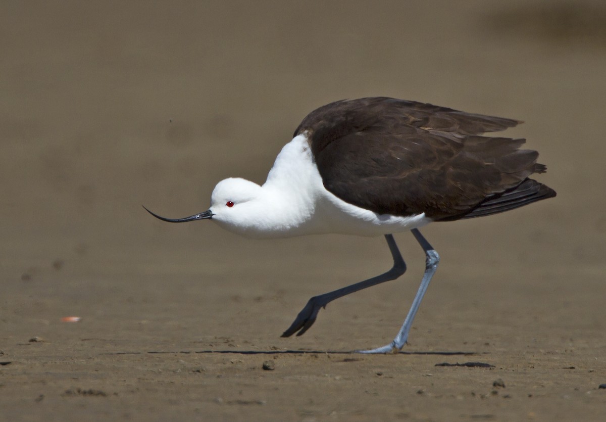 Andean Avocet - ML204564951