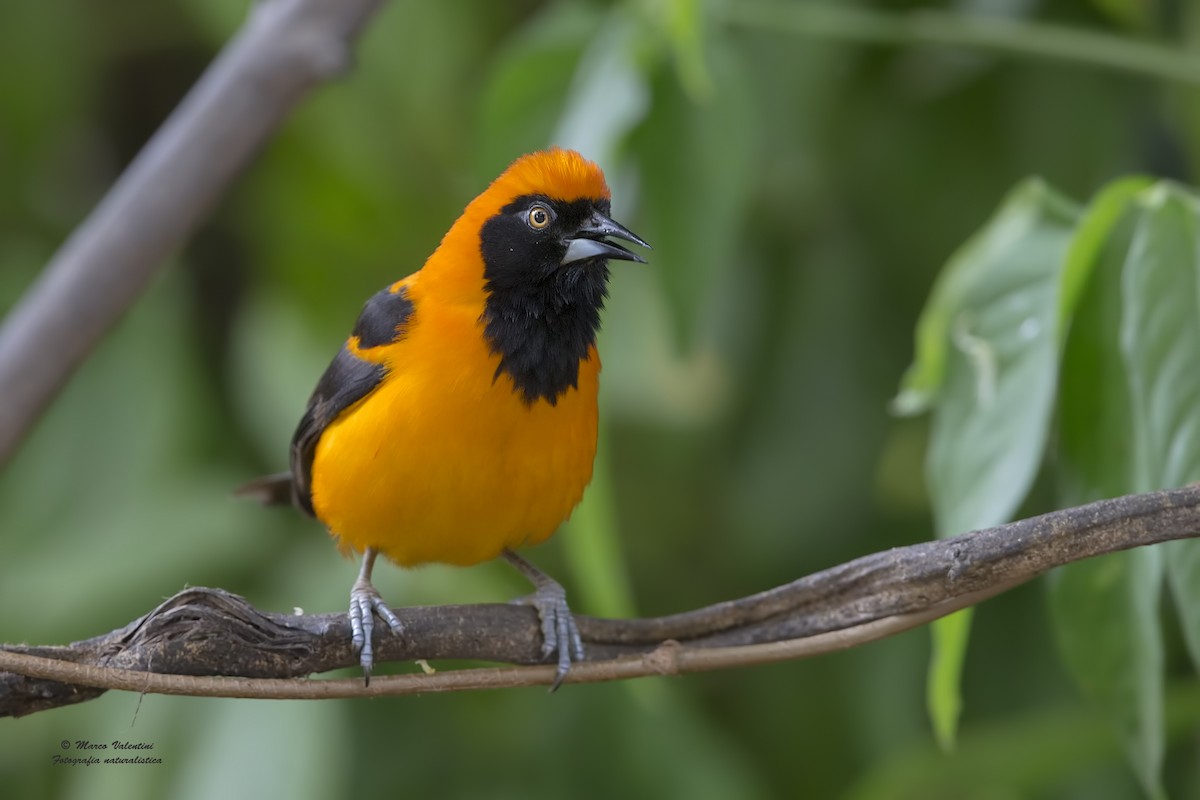 Orange-backed Troupial - Marco Valentini
