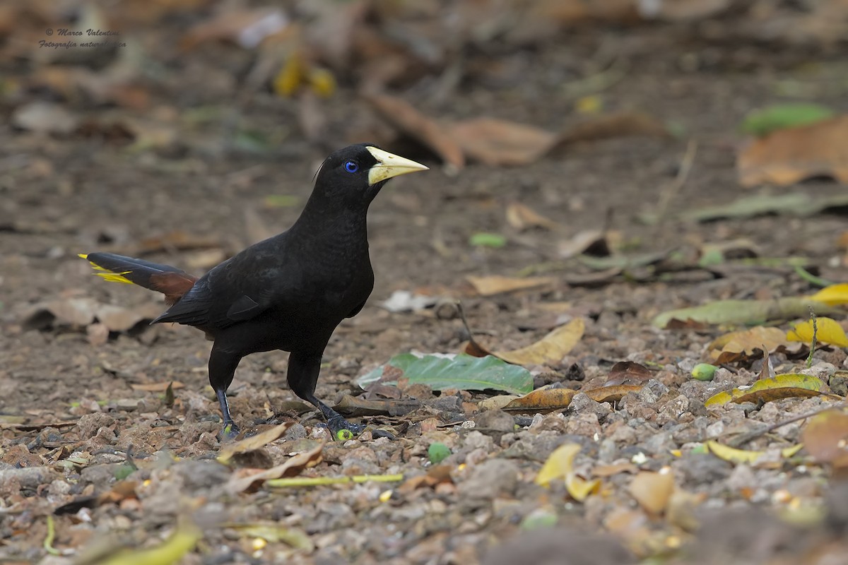 Crested Oropendola - Marco Valentini