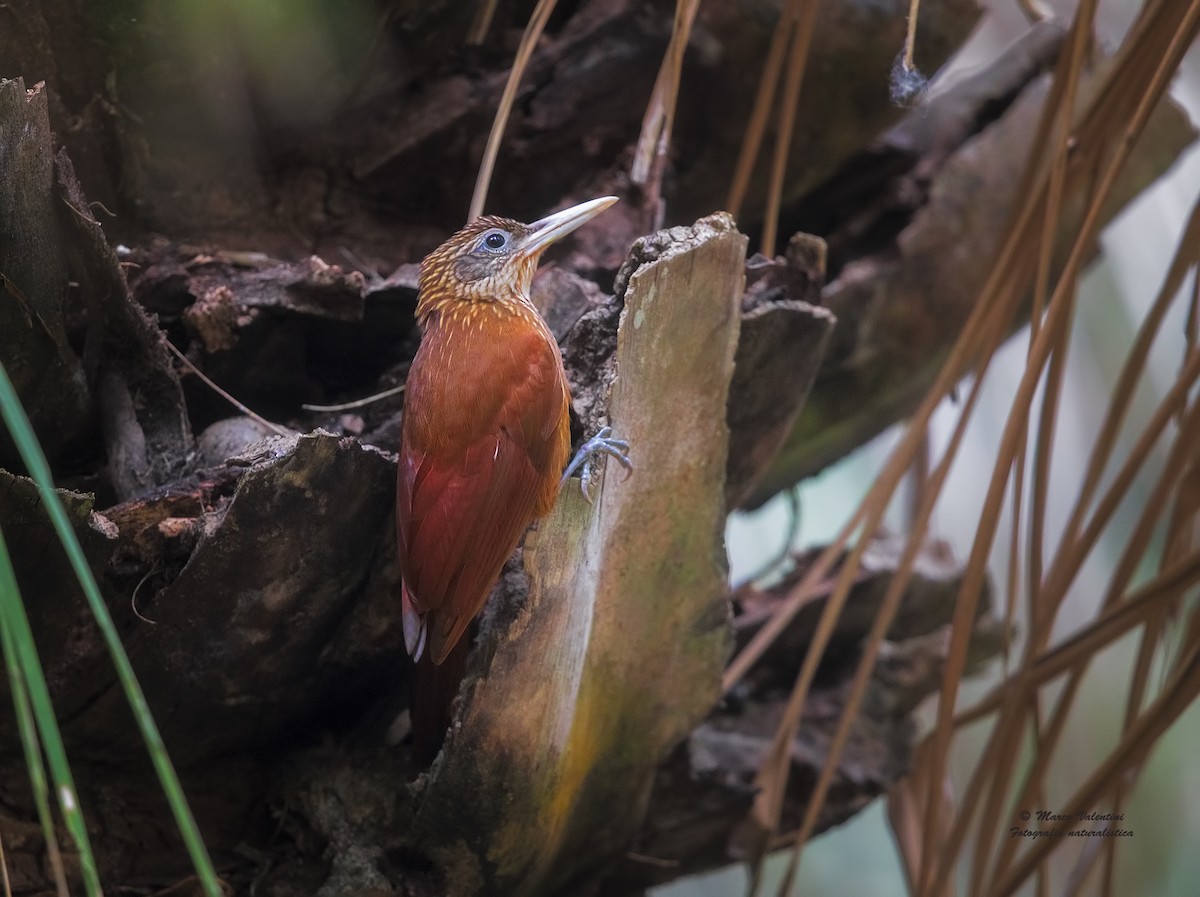 Planalto Woodcreeper - ML204565081