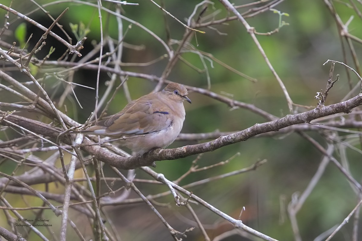 Picui Ground Dove - ML204565141