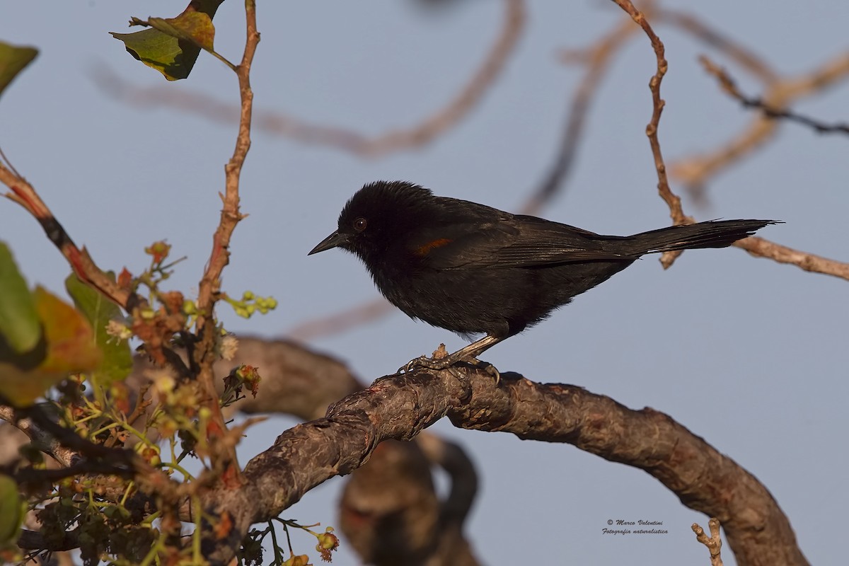 Variable Oriole (Chestnut-shouldered) - ML204565231