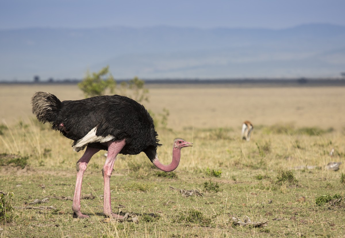 Common Ostrich - ML204565301