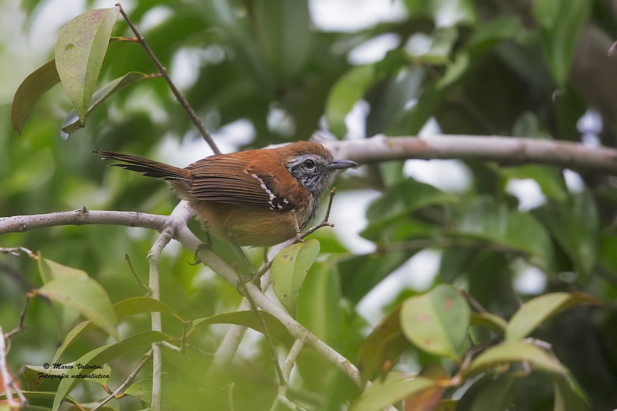 Rusty-backed Antwren - ML204565311