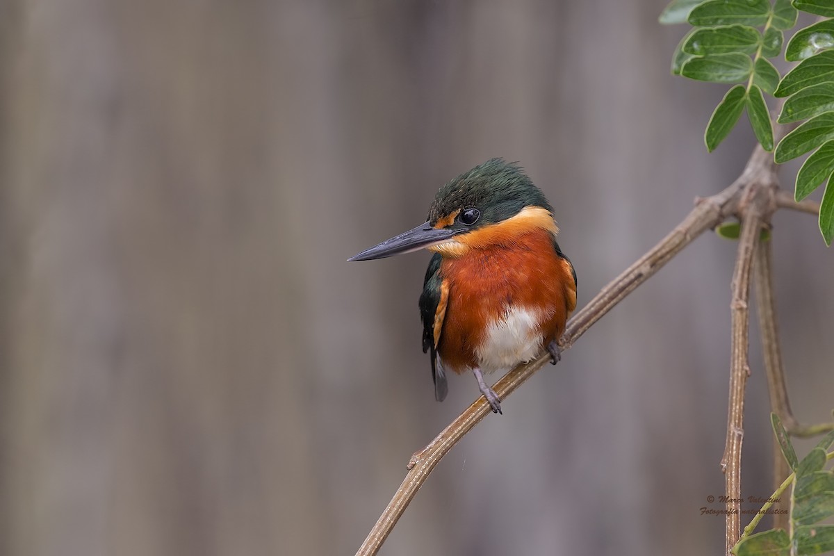 American Pygmy Kingfisher - ML204565361