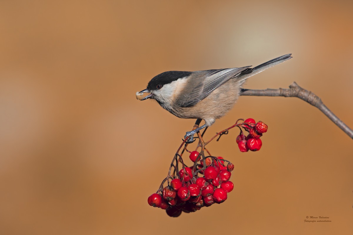 Willow Tit (Willow) - Marco Valentini