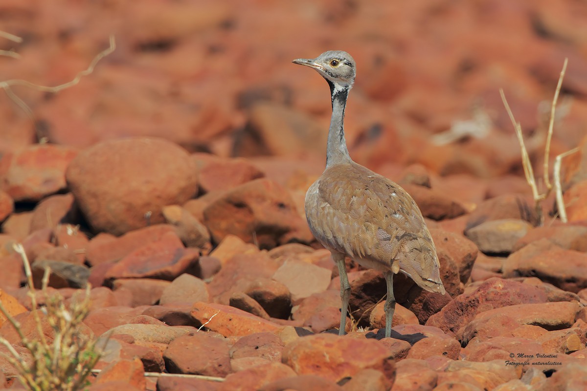 Rüppell's Bustard - ML204565451