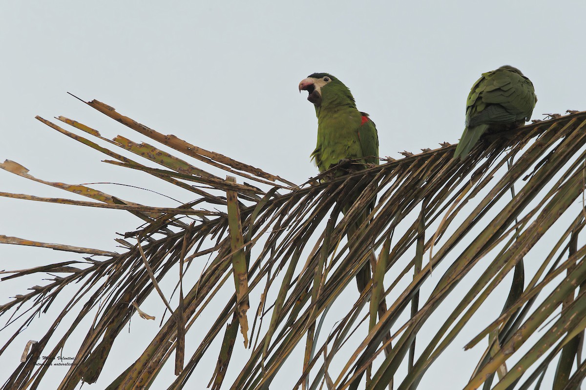 Red-shouldered Macaw (Southern) - ML204565481