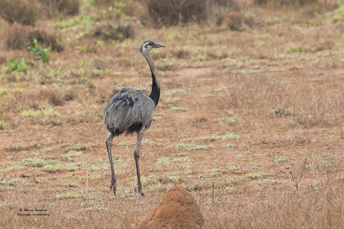 Greater Rhea - Marco Valentini