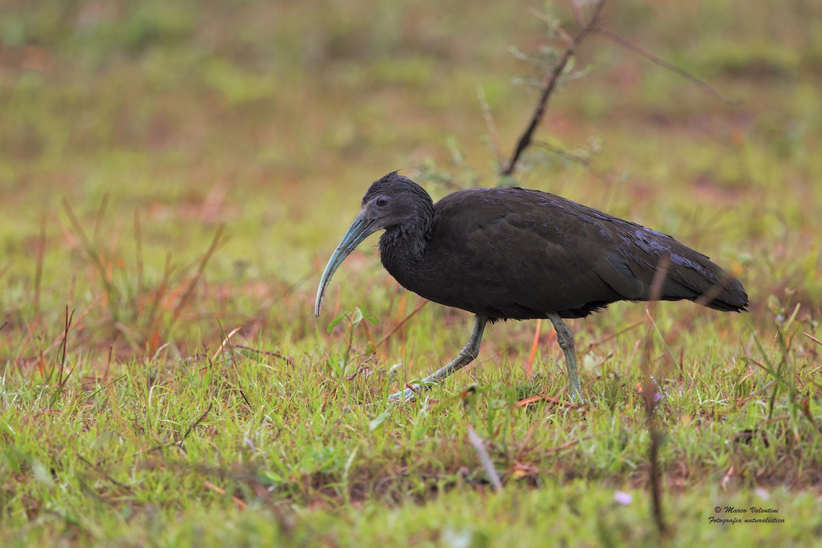 Green Ibis - Marco Valentini