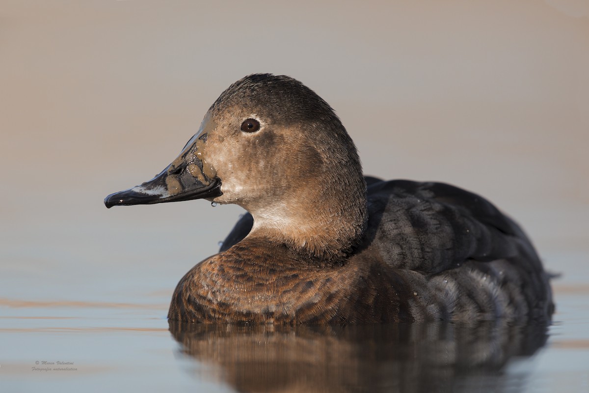 Common Pochard - ML204565651