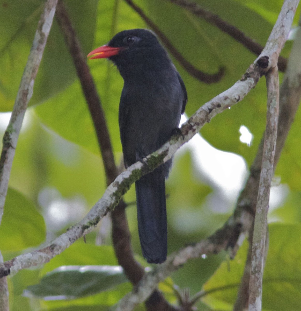 Weißschulter-Faulvogel - ML204566061