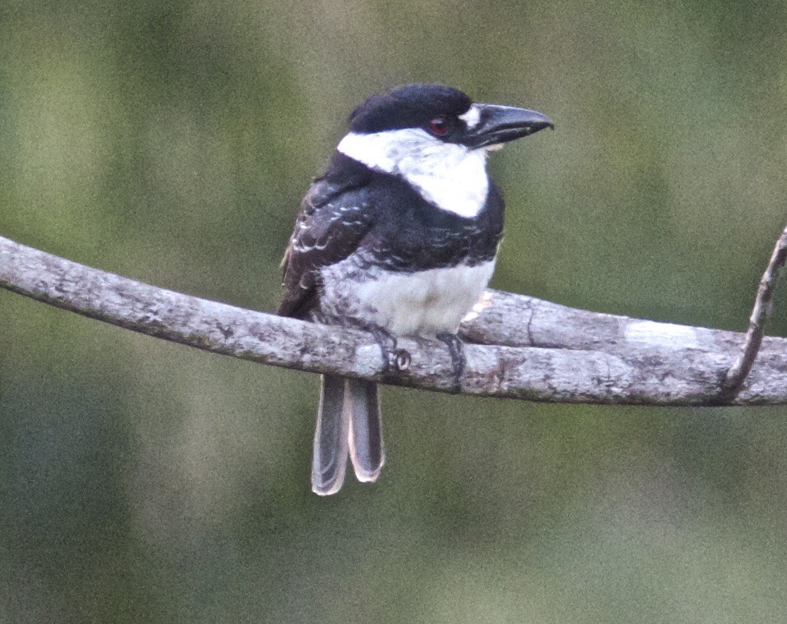 Guianan Puffbird - ML204566201