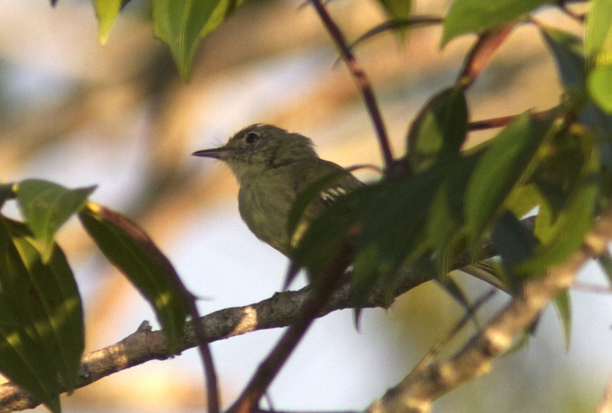 Olive-green Tyrannulet - ML204566211