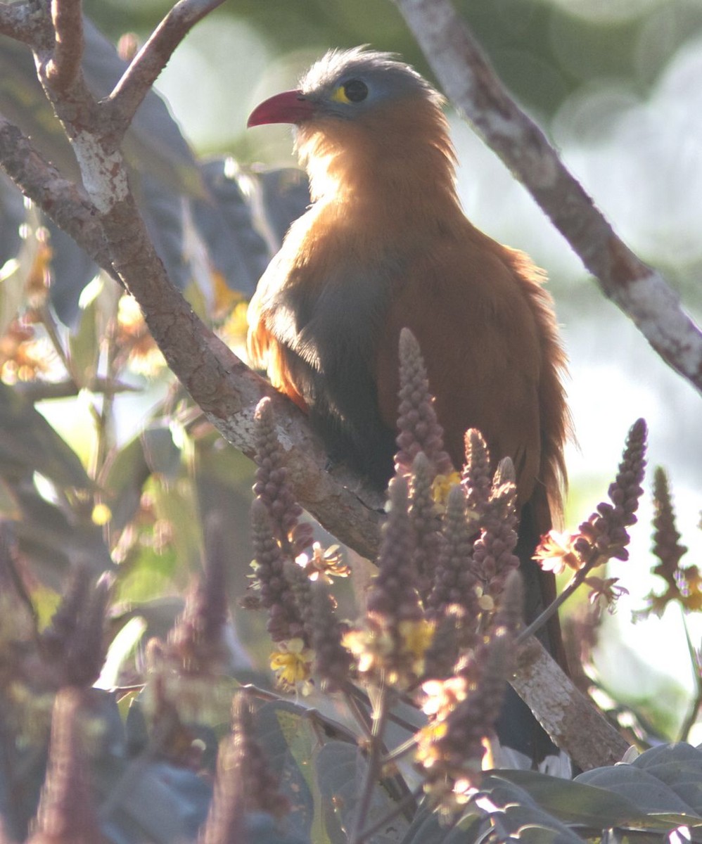 Black-bellied Cuckoo - ML204566241