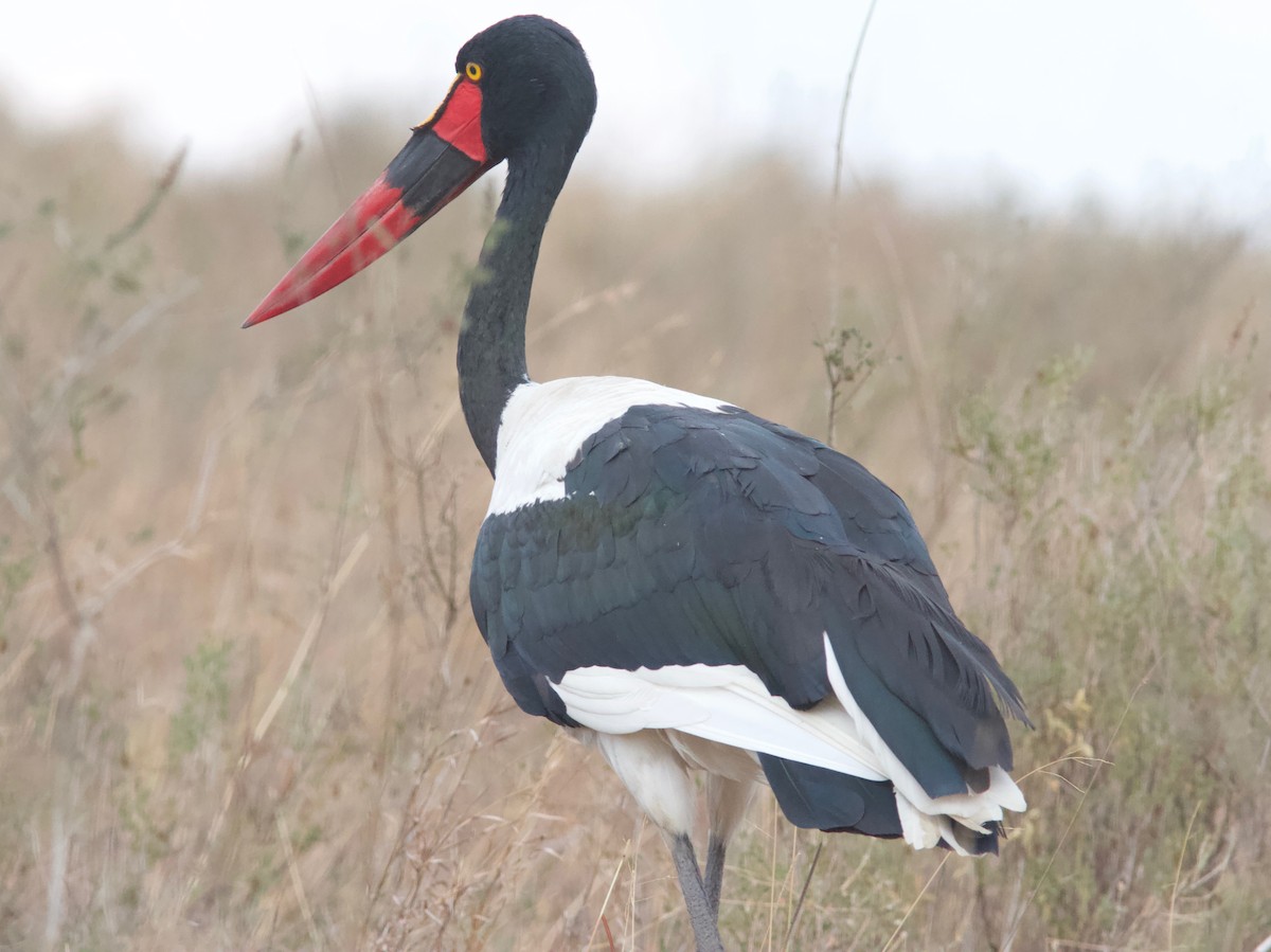 Saddle-billed Stork - ML204566331