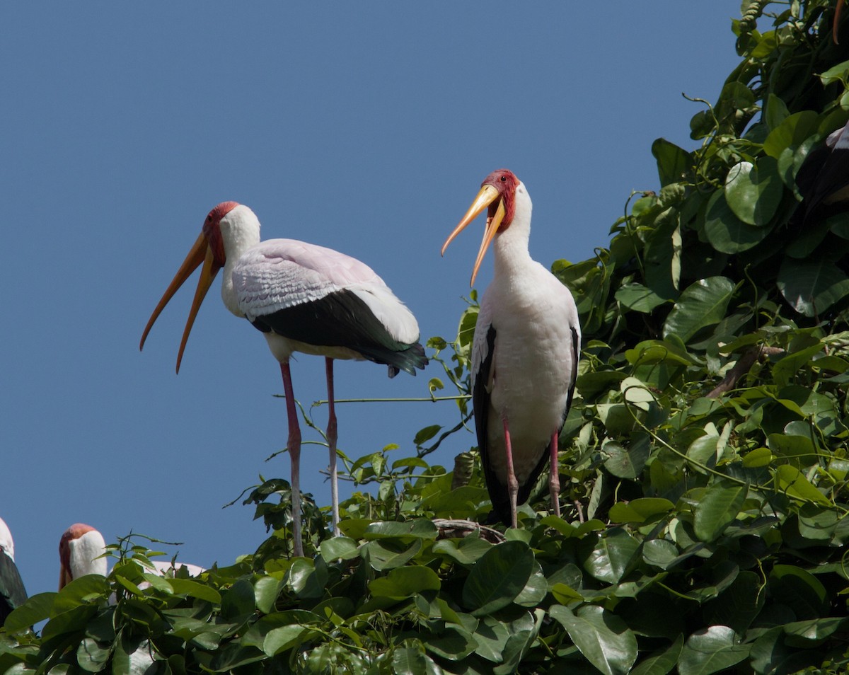 Yellow-billed Stork - Ken Havard