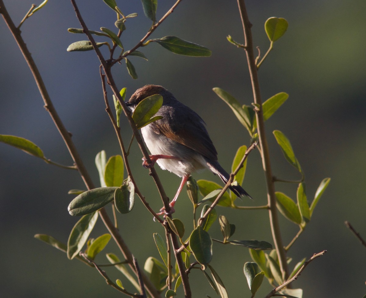 Singing Cisticola - ML204566411