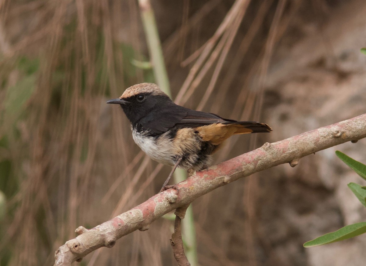 Abyssinian Wheatear - ML204566421