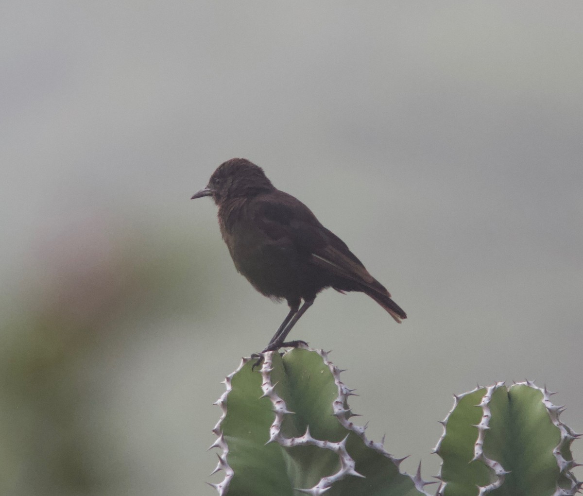 Northern Anteater-Chat - ML204566431