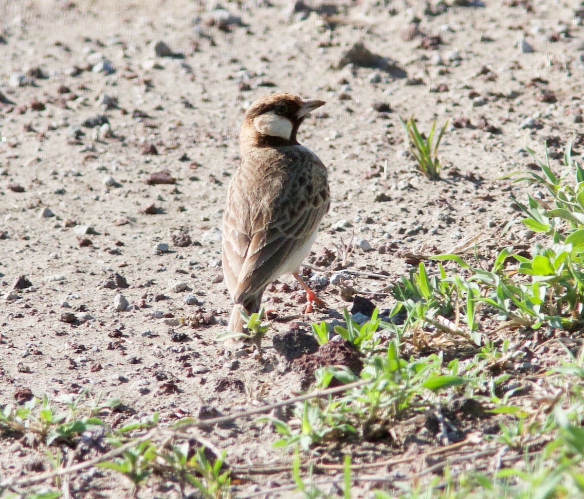 Fischer's Sparrow-Lark - ML204566461