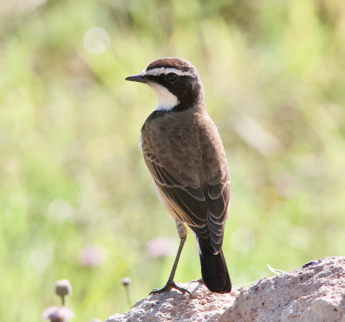 Capped Wheatear - ML204566471