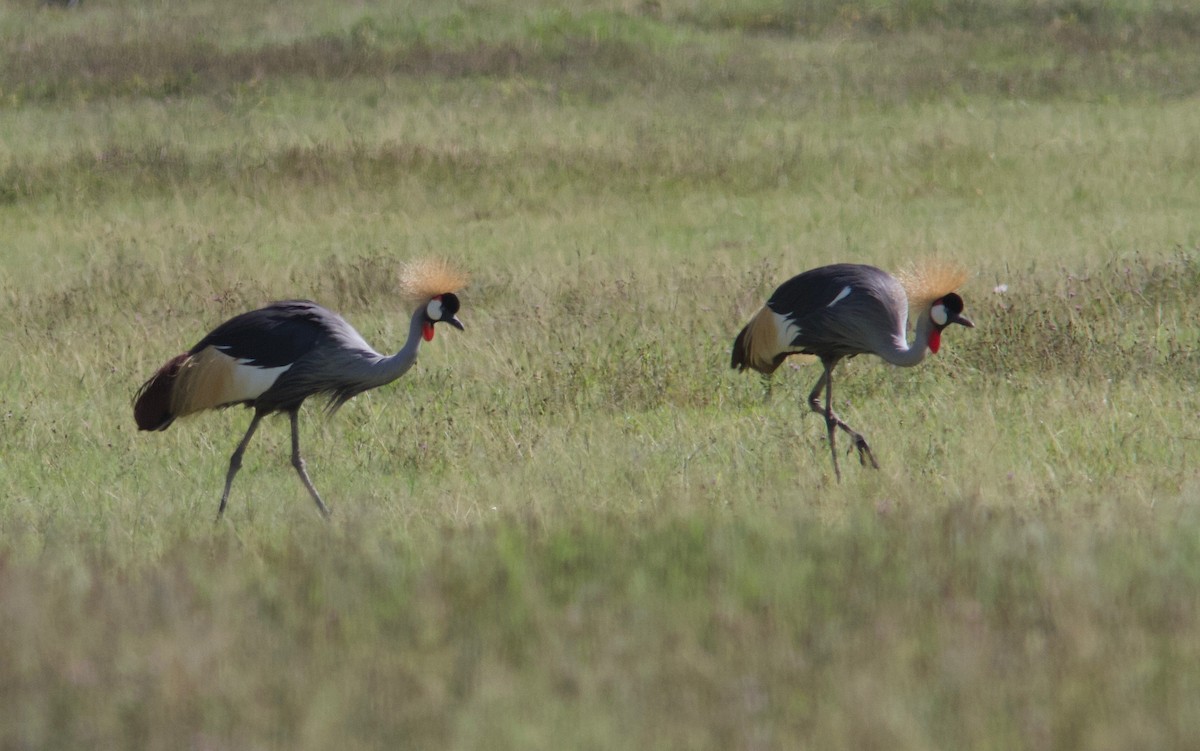 Gray Crowned-Crane - Ken Havard