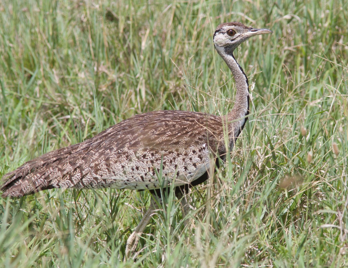 Black-bellied Bustard - Ken Havard